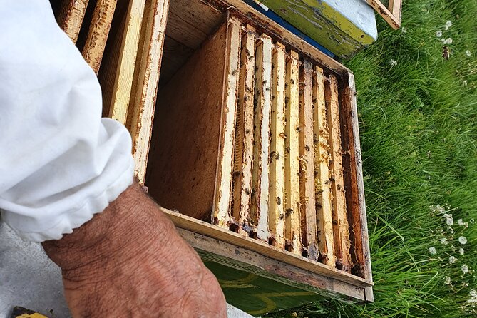 Bees Adventure in Romania - Private Day Trip from Bucharest - Nicolas and the Apiary Lesson: Bee Behavior in Real Life