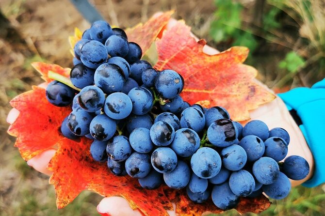 Bike & Wine tour in Dealu Mare wineland - Key highlights worth your attention