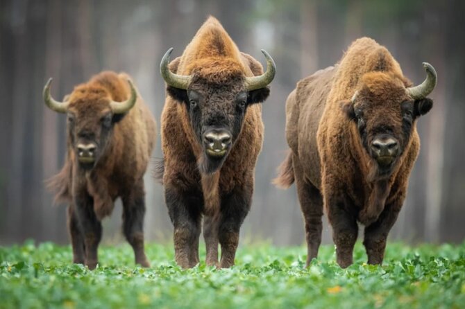 Bison Sanctuary, Vlad the Impaler Princely Court & Dracula Grave - Key highlights you will feel all day