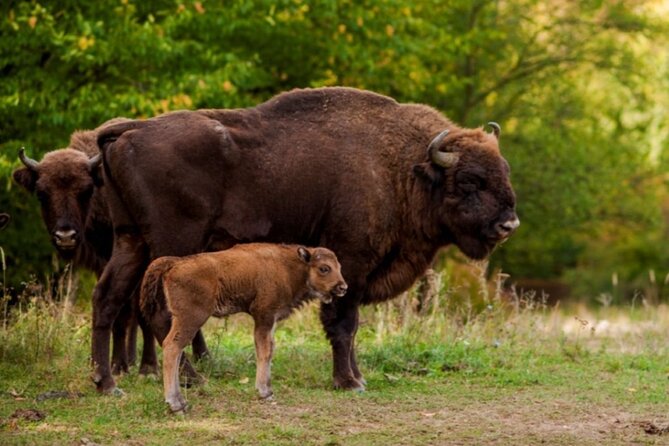 Bison Sanctuary, Vlad the Impaler Princely Court & Dracula Grave - A 9-hour mix of bison, fortress drama, and monastery legends