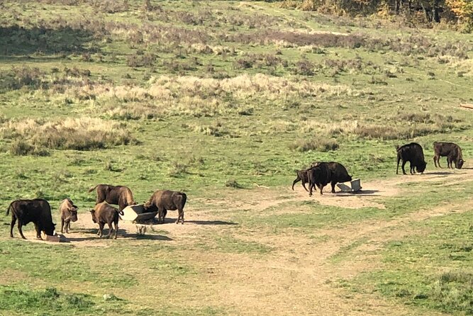 Bison Sanctuary, Vlad the Impaler Princely Court & Dracula Grave - Price and logistics: what you pay $153.71 for, and what you still add