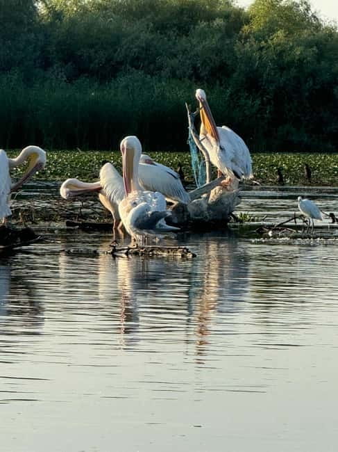 Boat Trip to Caraorman Forest – Danube Delta (5-6 hours) - The pike-fishing lakes and the Litcov Channel to Caraorman