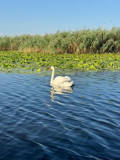 Boat Trip to Caraorman Forest – Danube Delta (5-6 hours) - Caraorman Forest safari, the Black Forest, and lunch with locals