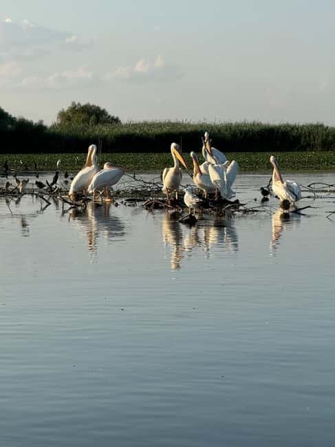 Boat Trip to Caraorman Forest – Danube Delta (5-6 hours) - The guide, language, and how to get more from the narration