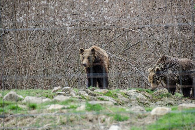 Bran Castle, Bear Sanctuary, and Rasnov Fortress Half Day Tour - Rasnov Citadel With Free Entry and Panoramic Views