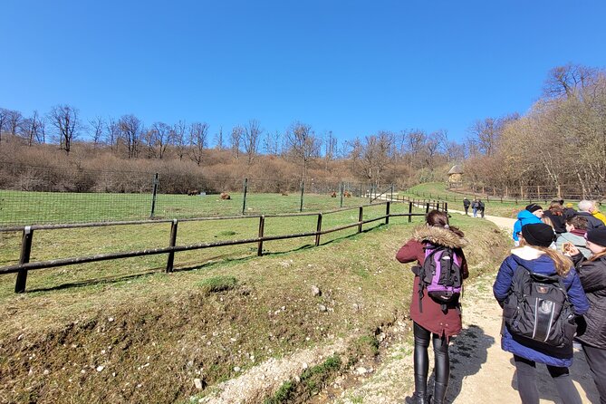 Bran Castle & Bear Sanctuary from Brasov - Optional Peles Castle - Getting from Brasov: comfortable rides and a real timetable