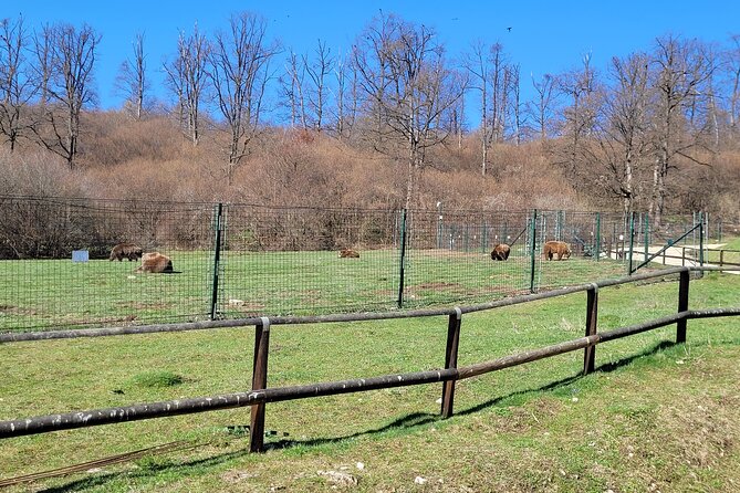Bran Castle & Bear Sanctuary from Brasov - Optional Peles Castle - Guides, organization, and why it matters on a day like this