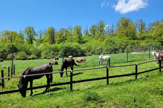 Bran Castle & Bear Sanctuary from Brasov - Optional Peles Castle - Bran Castle and the Vlad the Impaler angle you will actually remember