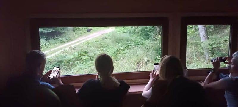 Brașov: 4-Hour Bear Watching Tour in Carpathian Mountains - The short forest walk: why quiet matters more than distance