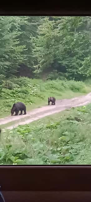 Brașov: 4-Hour Bear Watching Tour in Carpathian Mountains - What else you might see besides bears