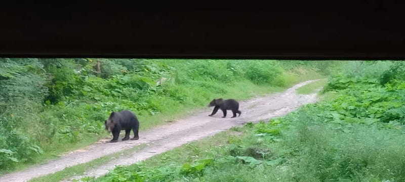 Brașov: 4-Hour Bear Watching Tour in Carpathian Mountains - Who this tour fits best in Brașov