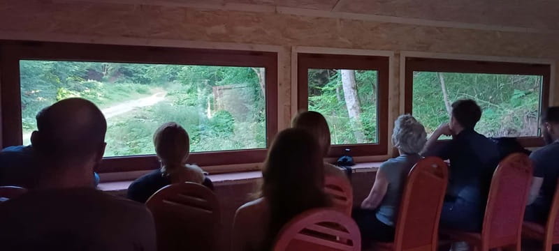 Brașov: 4-Hour Bear Watching Tour in Carpathian Mountains - Price and value: what you pay for, and what you don’t