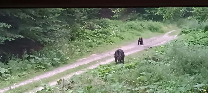 Brașov: 4-Hour Bear Watching Tour in Carpathian Mountains - Brașov meeting point and the drive into the Carpathians