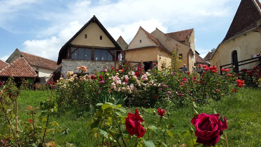 Brasov: Bear Sanctuary, Bran Castle & Rasnov Fortress Tour - Key things I’d plan for before you go