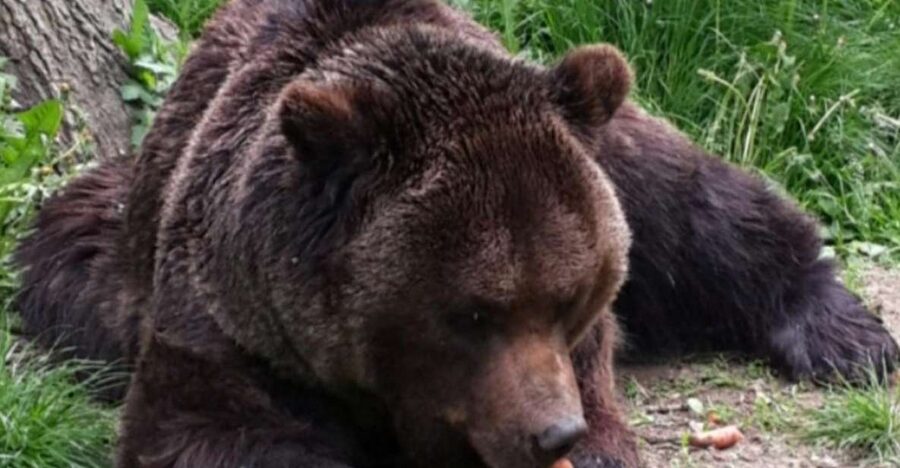 Brasov: Bear Sanctuary, Bran Castle & Rasnov Fortress Tour - Getting Oriented: Brasov Meeting Point And Early Start