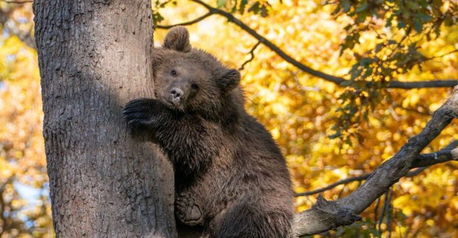 Brasov: Bear Sanctuary, Dracula Castle, and Râşnov Fortress - Key highlights to know before you go