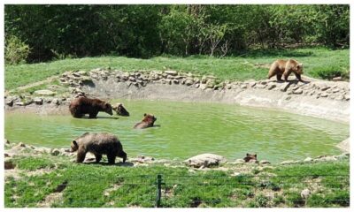 Bear Sanctuary, Dracula Castle, and Râşnov Fortress