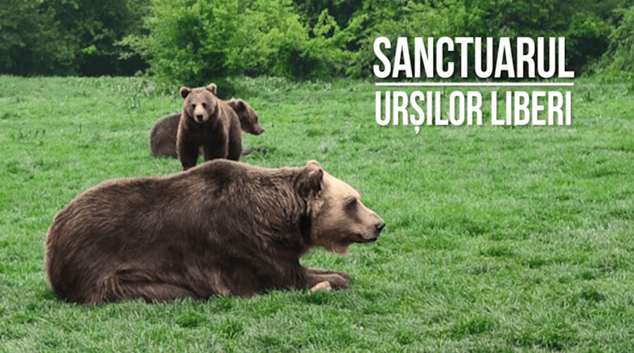 Brasov: Bear Sanctuary, Dracula Castle, and Râşnov Fortress - How pickup, small-group travel, and English hosts shape the day