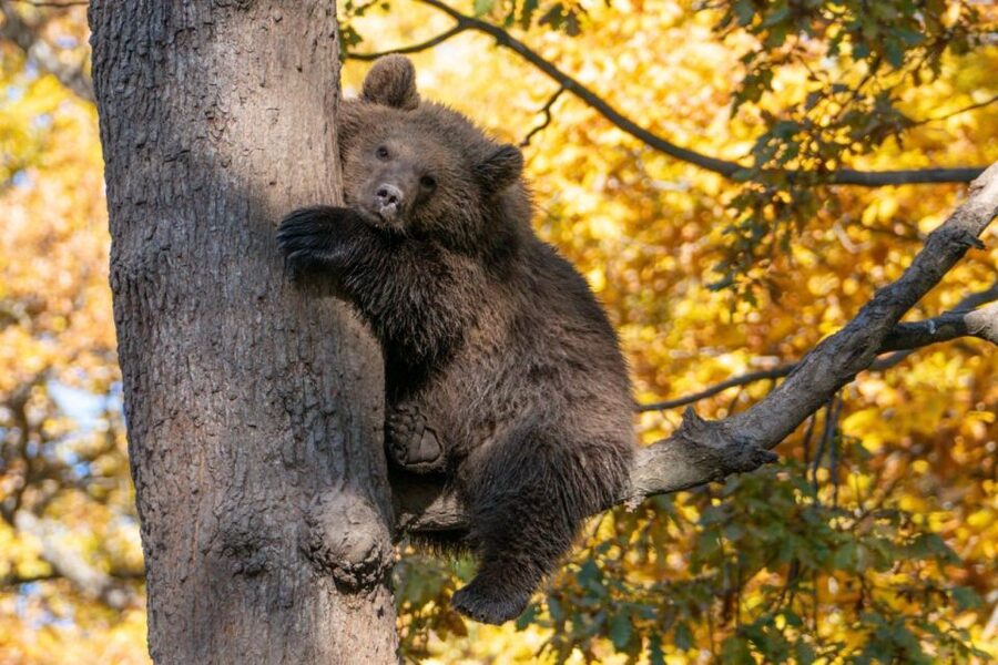 Brasov: Bear Sanctuary, Dracula Castle, and Râşnov Fortress - Should you book this Brasov to Bear Sanctuary and Castles day trip?