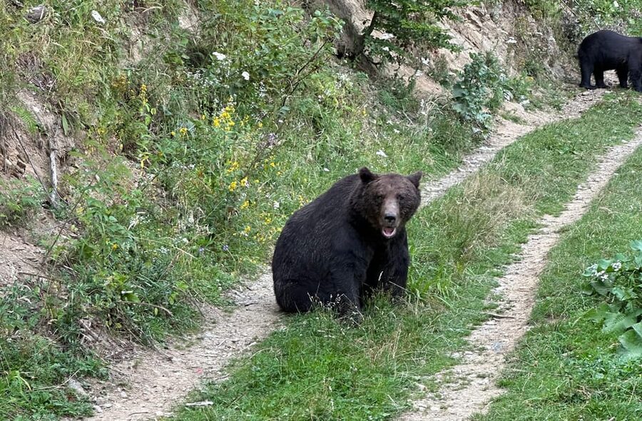 Brasov: Bear Watching in the Wild (From a Hideout) - Getting Picked Up in Brasov, then Driving Into Transylvania