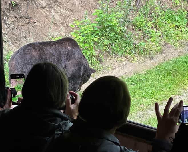 Brasov: Bear Watching in the Wild (From a Hideout) - From First Sighting to 2 Hours of Watching: How the Timing Works