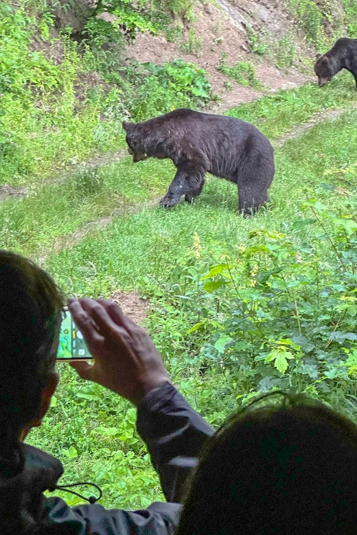 Brasov: Bear Watching in the Wild (From a Hideout) - What Your Guide Teaches, Including Vlad-Style Bear Talk