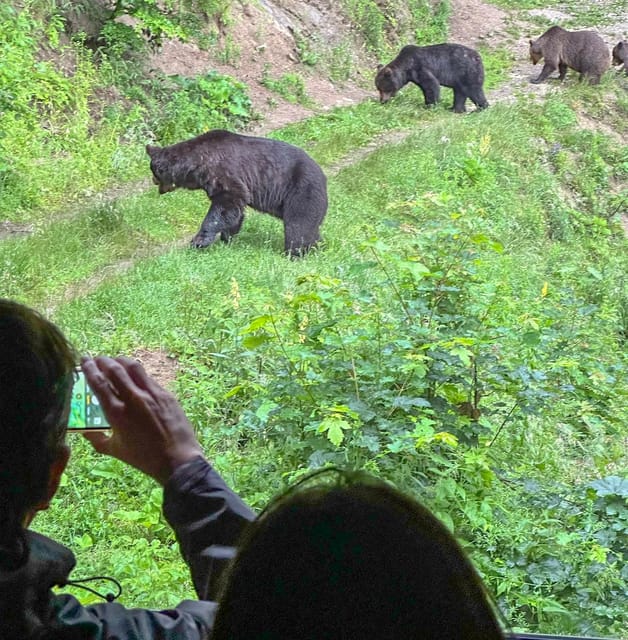 Brasov: Bear Watching in the Wild (From a Hideout) - Other Wildlife You Can Spot Alongside Brown Bears