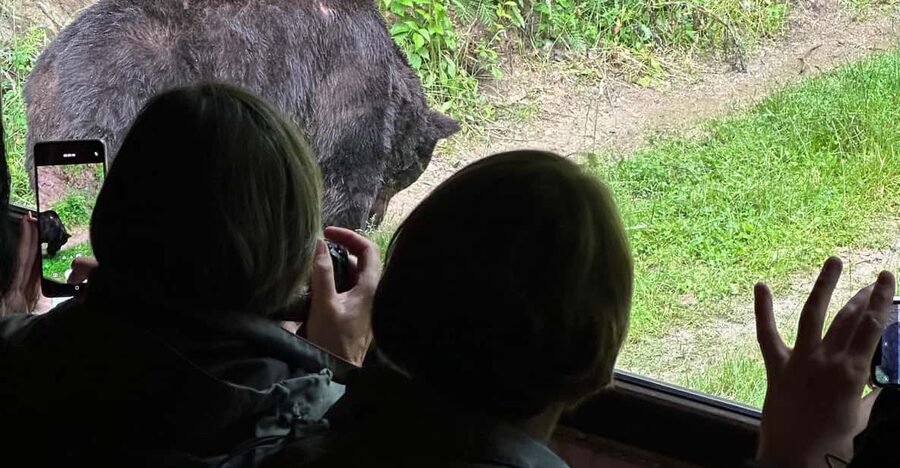 Brasov: Bear Watching in the Wild (From a Hideout) - Price and Value: Is $104 Worth a 3-Hour Session?