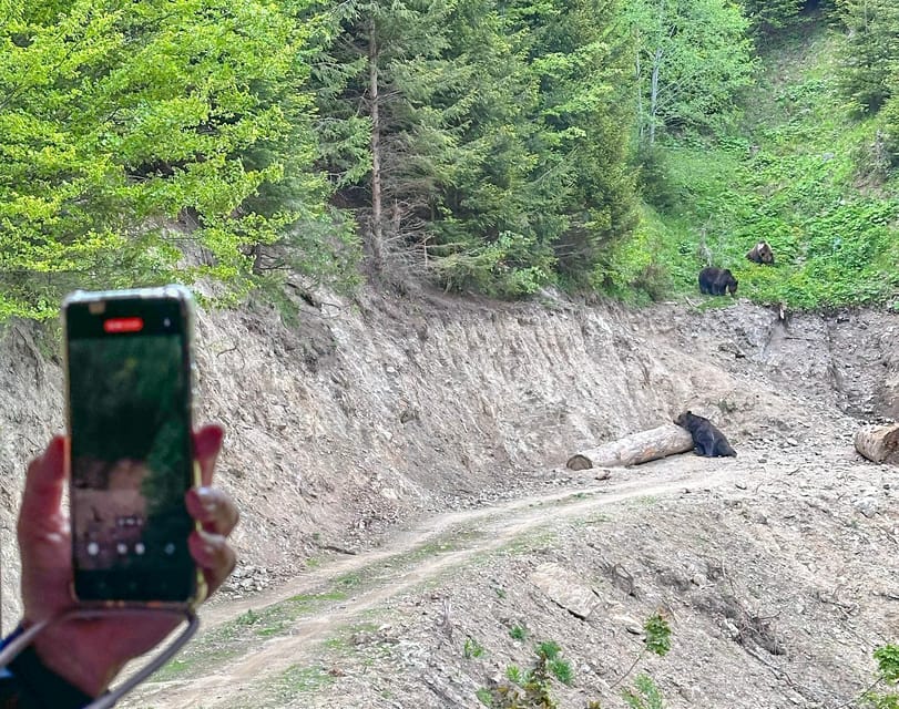 Brasov: Bear Watching in the Wild (From a Hideout) - Who Should Book (and Who Should Skip) This Tour