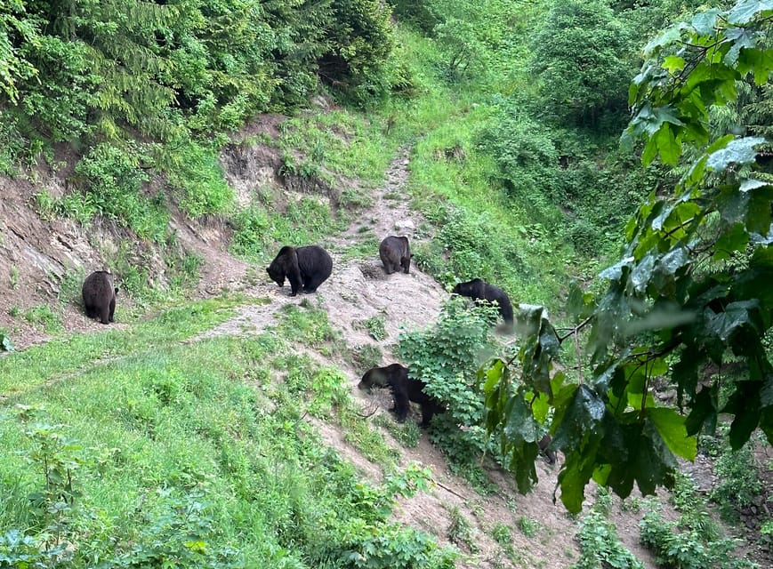 Brasov: Bear Watching in the Wild (From a Hideout) - FAQ