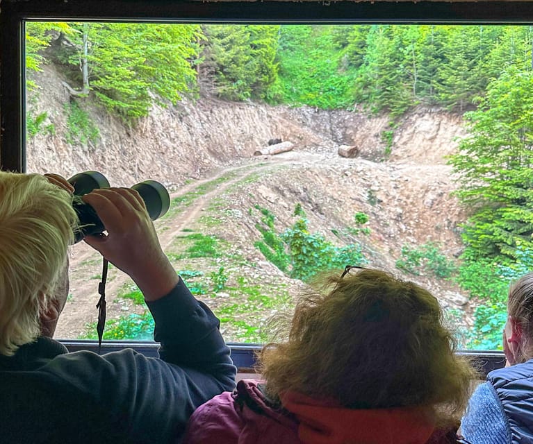 Brasov: Bear Watching in the Wild (From a Hideout) - The Bear Hideout: No Hiking, Rain Included
