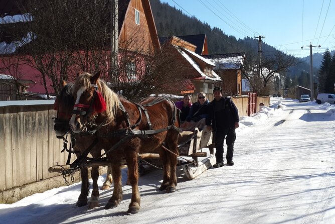 Brasov: Bears Sanctuary, Rasnov Fortress, Bran Castle GUIDED Tour - Who Might Guide You and Why That Matters