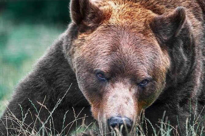 Brasov: Bears Sanctuary, Rasnov Fortress, Bran Castle GUIDED Tour - Bears Sanctuary Zarnesti: Forest, Streams, and Rescued Brown Bears