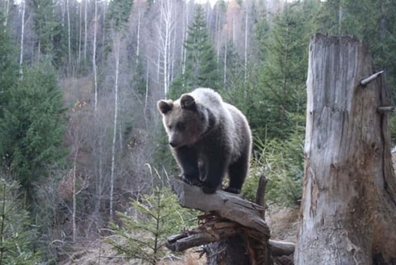 Brasov: Brown Bear & Wildlife Watching - Key things I’d watch for before you go