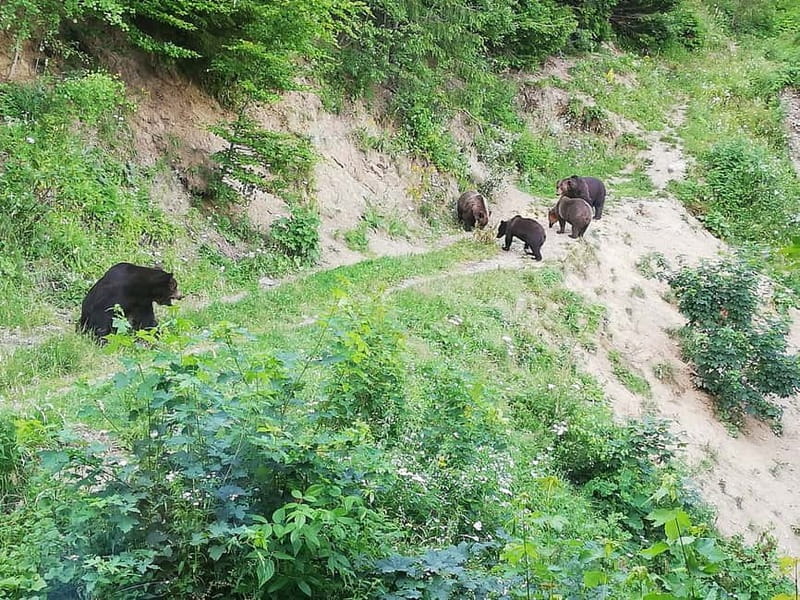 Brasov: Brown Bear & Wildlife Watching - Making the most of your evening, a practical checklist