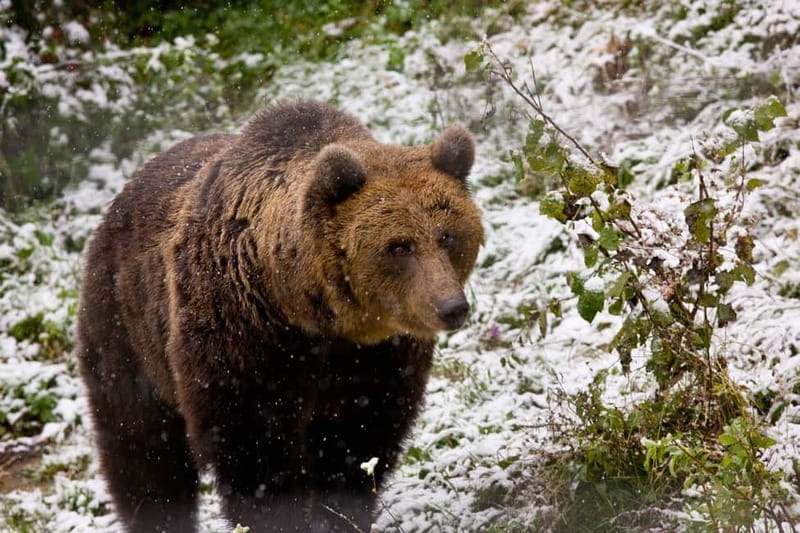 Brasov: Brown Bear & Wildlife Watching - Dusk timing around Brasov, and why it changes everything