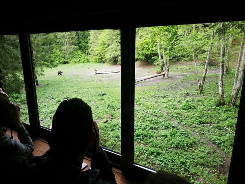 Brasov: Brown Bear & Wildlife Watching - Waiting in the hide, spotting brown bears and the full carnivore cast