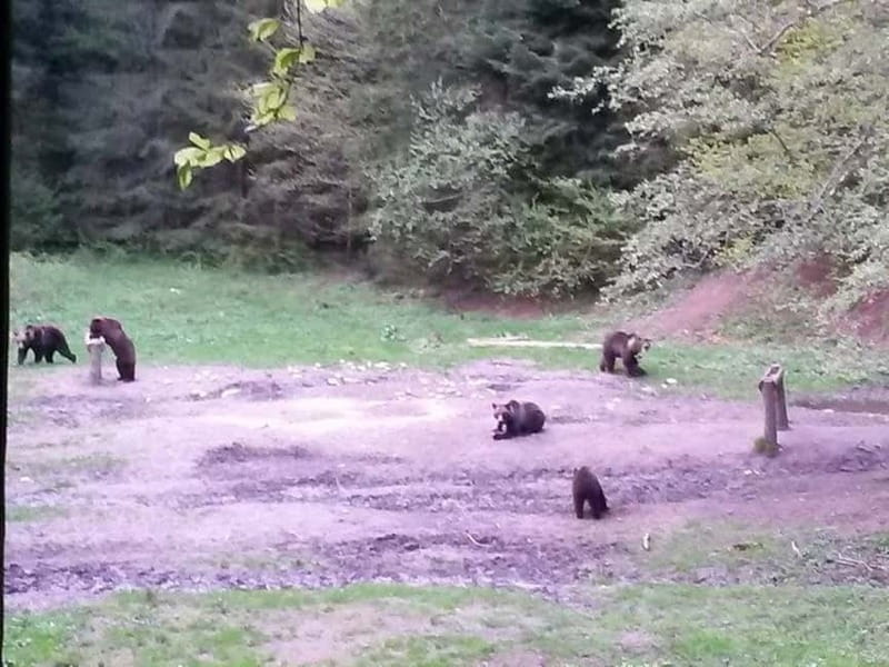 Brasov: Brown Bear & Wildlife Watching - The ranger and your chances of learning something real