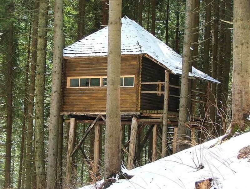 Brasov: Brown Bear & Wildlife Watching - Ethics and the question of how close wildlife gets