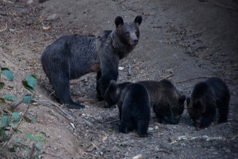 Brasov: Brown Bear & Wildlife Watching - Getting to the observation hide, what the short walk really means