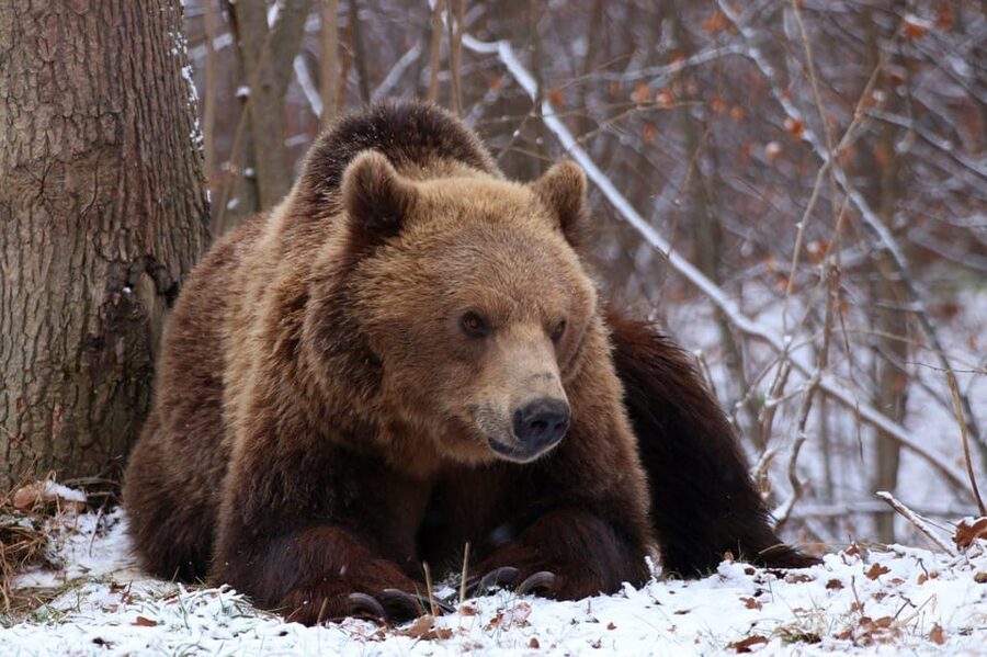 Brasov: Libearty Bear Sanctuary - What to bring for a good bear-watching day