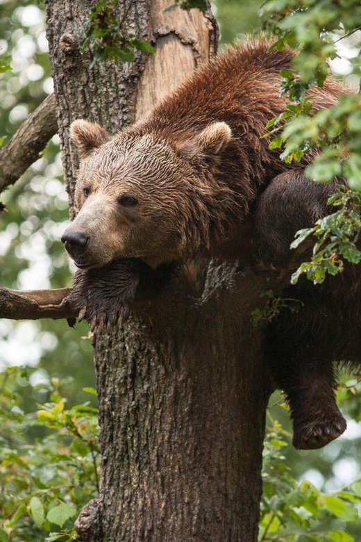 Brasov: Libearty Bear Sanctuary - A humane bear day trip from Brasov