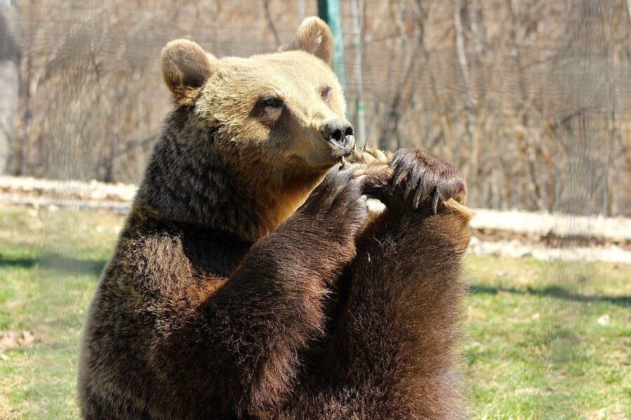 Brasov: Libearty Bear Sanctuary - Maya’s story and why this sanctuary’s ethics matter