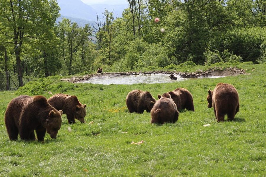 Brasov: Libearty Bear Sanctuary - Bear spotting highlights: what you can actually expect to see
