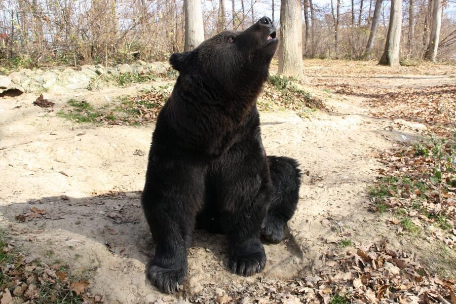 Brasov: Libearty Bear Sanctuary - Price and value: what you pay, and what you add at the gate