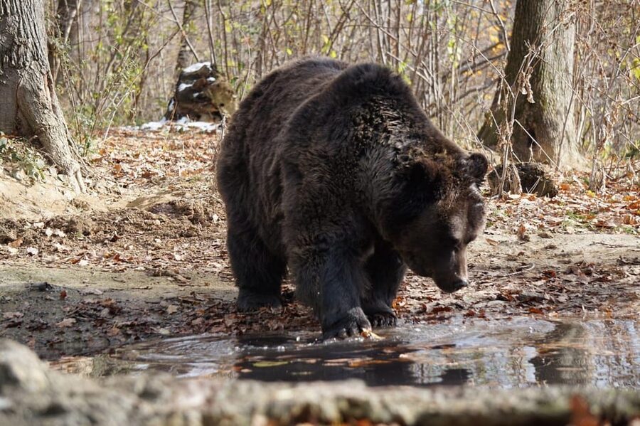Brasov: Libearty Bear Sanctuary - What’s included in your tour day (and what’s on you)