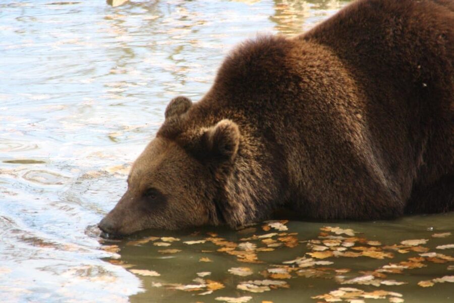 Brasov: Libearty Bear Sanctuary - Small-group comfort and an English live guide