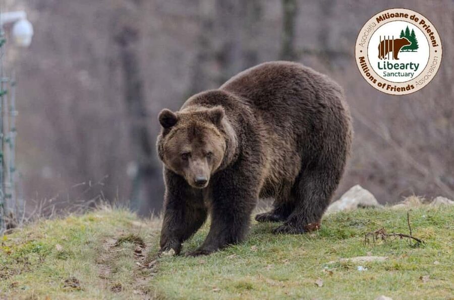 Brasov: Tour with Transfer Libearty Bear Sanctuary - Brasov to Zarnesti Transfer: Efficient, Low-Stress Start