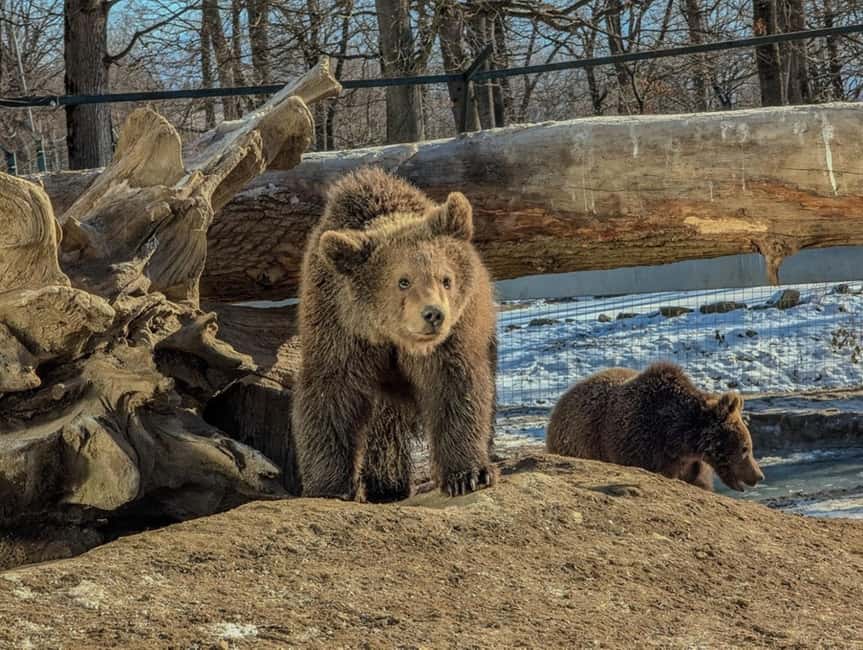 Brasov: Tour with Transfer Libearty Bear Sanctuary - Entering the Sanctuary With a Real Mission, Not Just Sightseeing