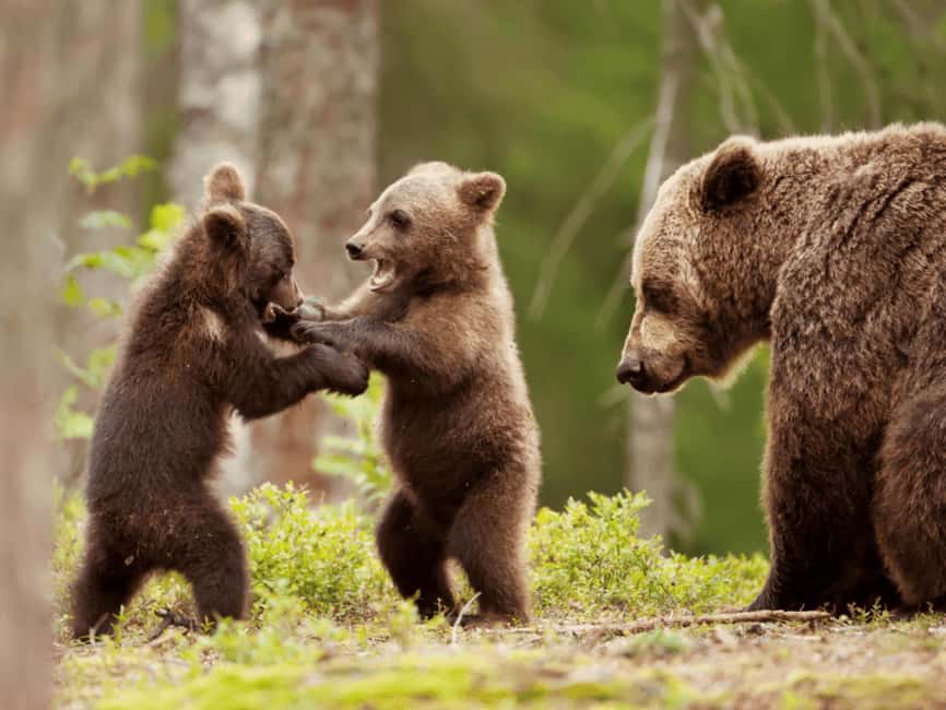 Brasov: Tour with Transfer Libearty Bear Sanctuary - A 105-Minute Guided Tour That Actually Holds Your Interest